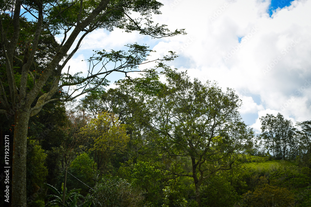 Obraz premium Majestic Big Trees Standing Tall Beneath a Vast Cloudy Blue Sky in a Serene Natural Landscape. Scenic View of Towering Trees Reaching Toward the Cloudy Blue Sky on a Peaceful Day. Beautiful Nature