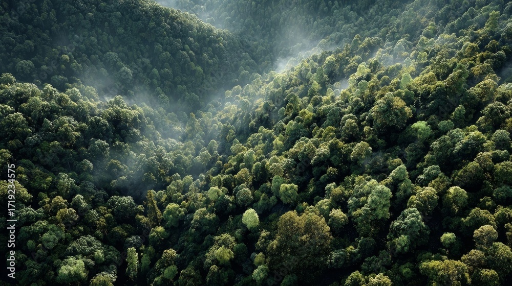 Fototapeta premium fog in mountains