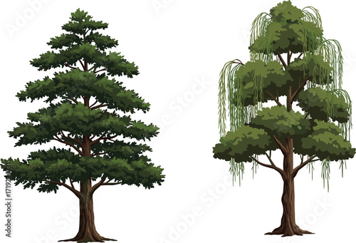 Coniferous and willow tree vector illustration showing foliage and branch differences for botanical, landscape design, nature education, and seasonal art use
