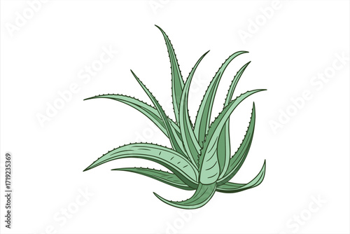 black  aloe vera vector on  white  background 1