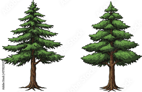 Evergreen conifer trees illustration with natural and symmetrical foliage, forest pine vector art for botanical, seasonal, and educational design use