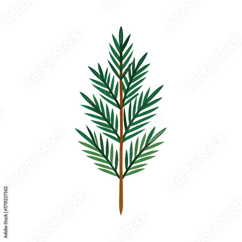 pine tree isolated on white