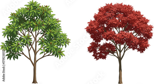 Green and red leaf trees illustration showing seasonal change, botanical diversity, foliage texture, and nature design for educational or landscape use