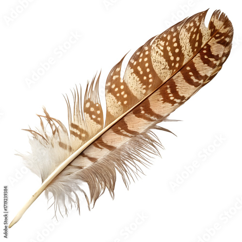 Single brown feather with white spots isolated on transparent background