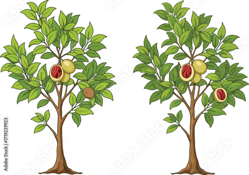 Nutmeg trees with ripe fruits, red mace arils, and brown seeds illustration showing botanical anatomy and seasonal spice plant concept