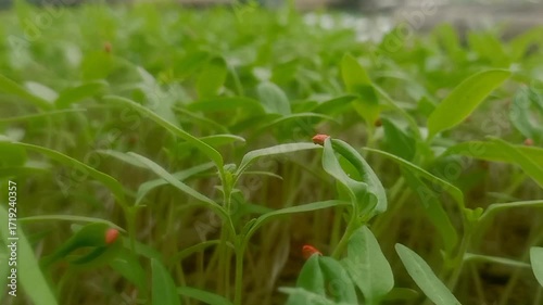 Close up of tomato seeds
