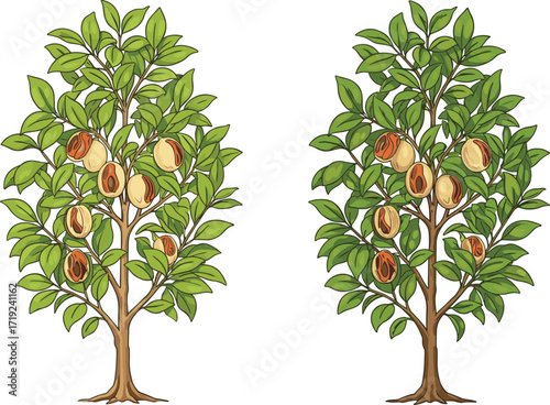 Peach fruit trees with green leaves illustration showing ripening stages, botanical structure, and seasonal harvest concept for agricultural design use