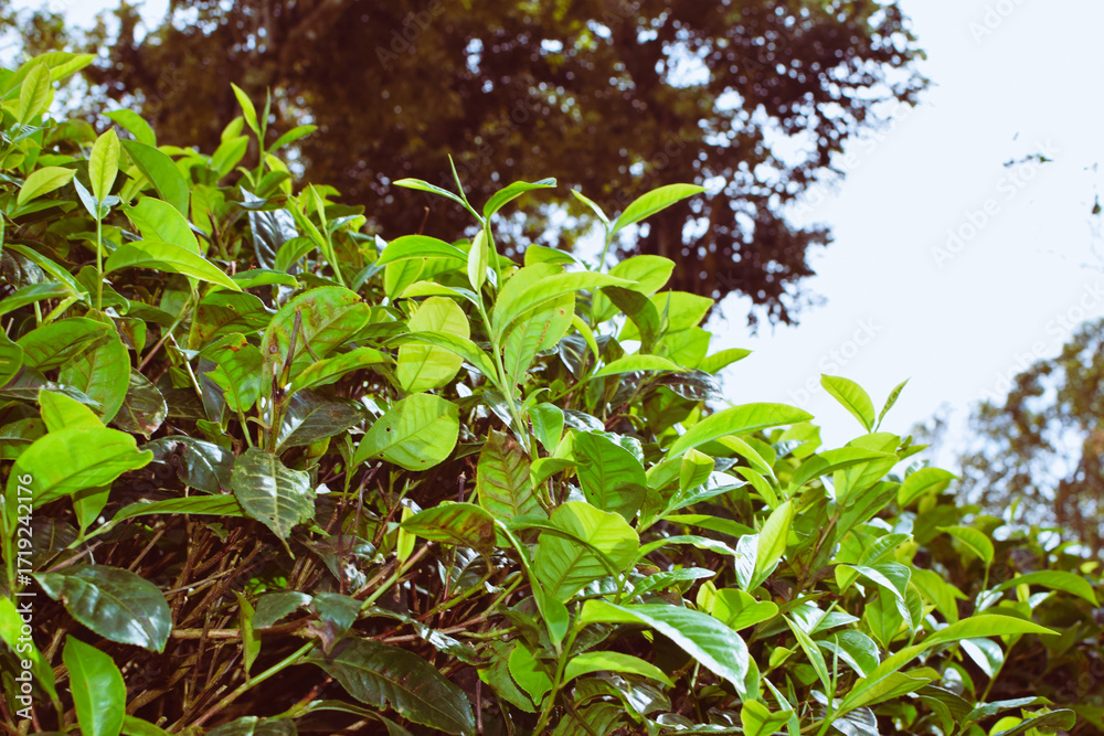Obraz premium Tea leaves in closeup photo. Fresh Green tea tree leaves in eco herbal farm. Tree tea plantations in morning sunlight. Drinking organic tea relax heath plant. Green tea trees with two leaves and a bud