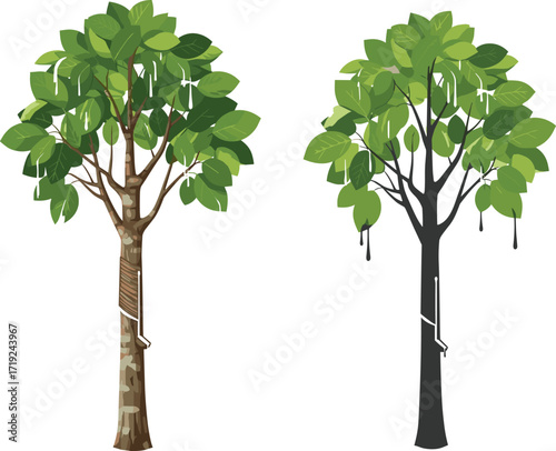 Rubber and Maple Tree Sap Extraction Comparison, Tapping Tubes, Black Latex Drips, Natural Bark Texture, Green Leaves, Vector Illustration