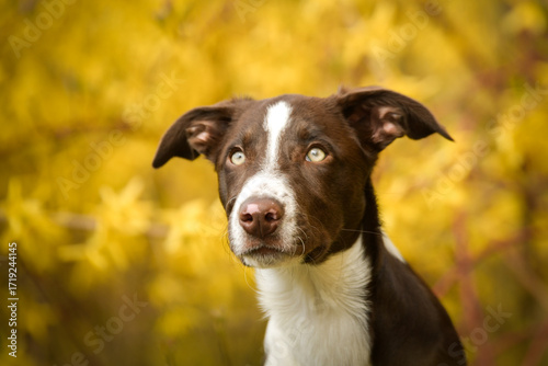 Spring portrait of dog in nature. He is so cute in the nature. He has so lovely face	
