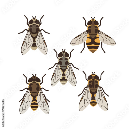 Diverse collection of fly species from an overhead perspective.