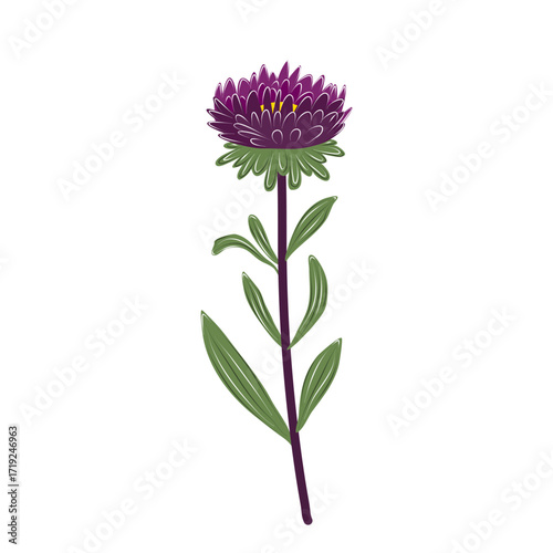 Vector dark purple aster, Michaelmas daisy flower with spiky petals and green leaves. Isolated botanical element for floral design, patterns, and decorative compositions.