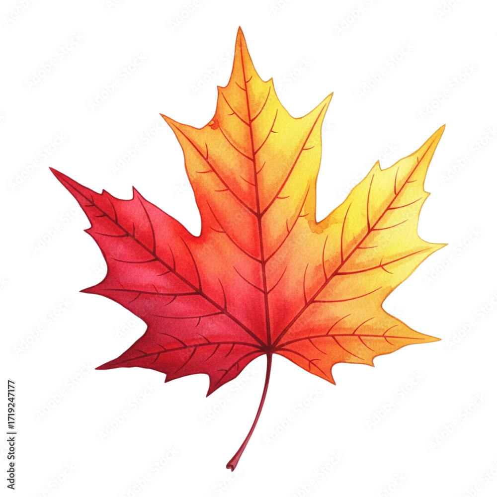 Obraz premium Watercolor maple leaf in autumn colors, isolated on transparent background