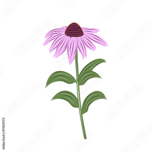 Vector purple echinacea flower with green stem. Isolated botanical element for eco-friendly branding, floral compositions, and patterns. Purple coneflower.