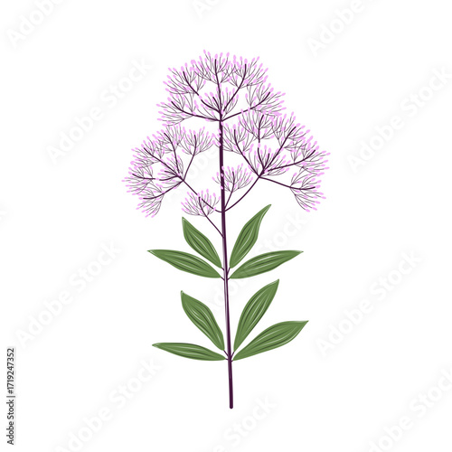 Vector fluffy pink meadowsweet flower with delicate petals and green leaves. Filipendula. Isolated airy floral element for wedding design, textile patterns, and eco packaging.