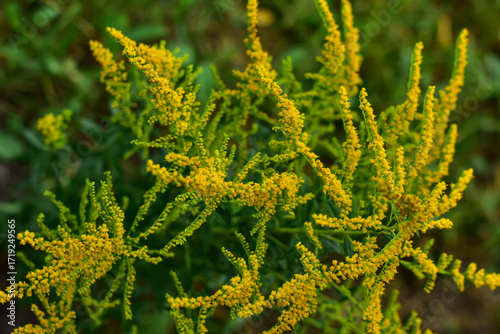 Bild auf Leinwand Blooming yellow ragweed bushes