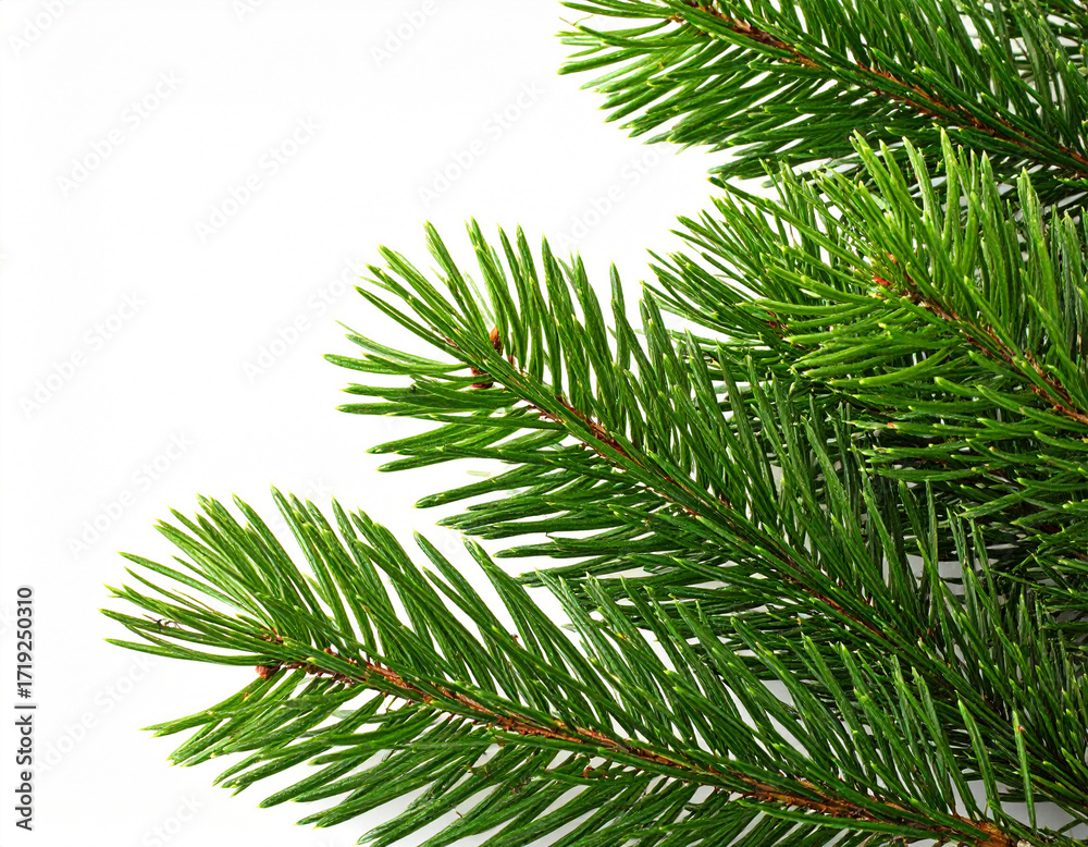 Naklejka premium Lush Green Pine Branches Isolated on White Background Perfect for Festive Designs
