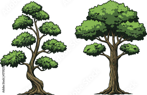 Twisted and broad canopy tree illustration, foliage structure contrast vector art for educational, botanical, decorative, landscape, and stock use.