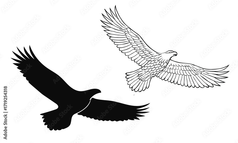 Fototapeta premium Eagle vector illustration. This image features two eagles, one a solid black silhouette and the other a detailed line drawing. Both birds are in flight, wings spread, against a white background. 