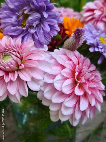 beautiful bright dahlia flowers in the garden 