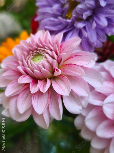 beautiful bright dahlia flowers in the garden 
