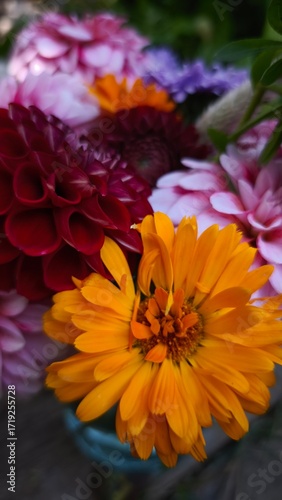 beautiful bright dahlia flowers in the garden 