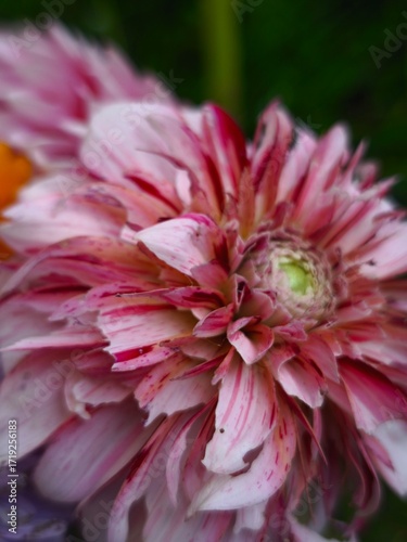 beautiful bright dahlia flowers in the garden 