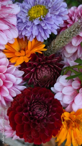 beautiful bright dahlia flowers in the garden 