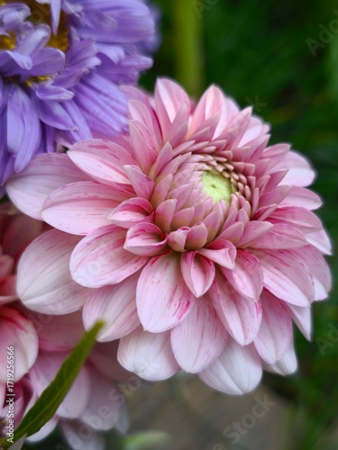 beautiful bright dahlia flowers in the garden 