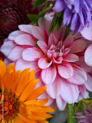 beautiful bright dahlia flowers in the garden 