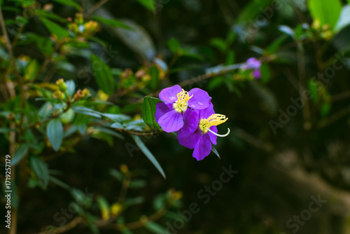 Osbeckia Octandra Purple Flower in Bloom with Green Leaves and Natural Plant Background. Closeup of Osbeckia Octandra Purple Petals with Green Foliage in Tropical Nature. Bovitiya Blossoms in Natural