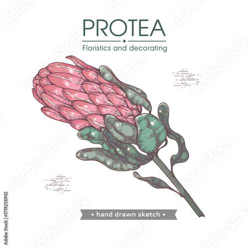 Protea flower hand drawn colored with dark outline