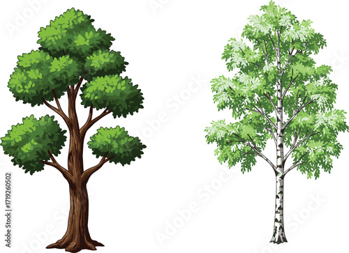 Vector illustration of two contrasting tree species with different trunks, foliage density, leaf shapes, and seasonal botanical characteristics side by side.