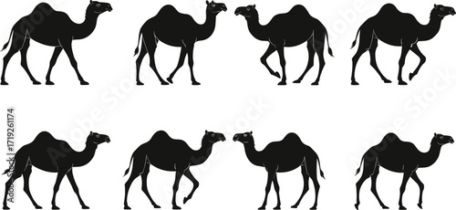 Bactrian camel silhouette, desert animal icon, walking camel graphic, black camel shape, symmetrical camel design, wildlife vector, tribal art