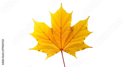 Yellow maple leaf isolated PNG with Transparent Background