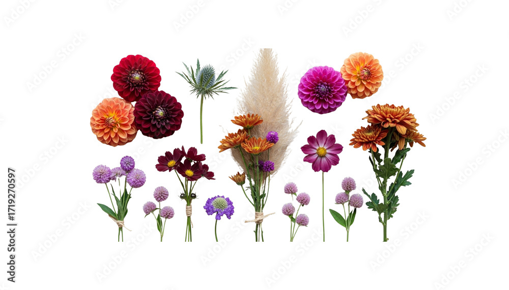 Obraz premium A diverse collection of colorful autumn flowers including dahlias, chrysanthemums, and pampas grass isolated on a pure white background