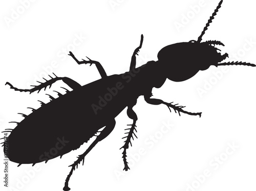 Silhouette of a insect body and legs on white background vector