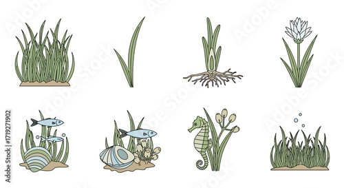 Set of hand drawn seagrass and aquatic plant illustrations.