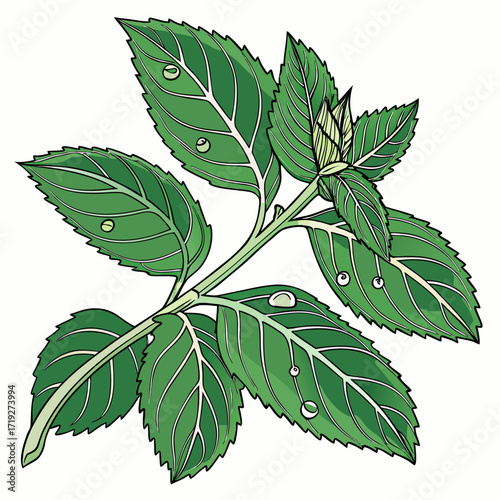 Fresh Green Mint Leaves with Water Drops