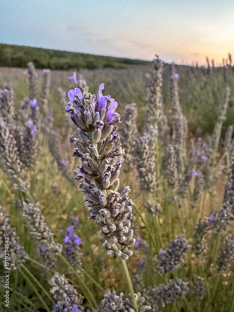 Obraz premium Lavender fields under colorful sunset sky