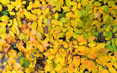 Coloured Vibrant Autumn Leaves Natural Background. Fall Season Yellow Foliage