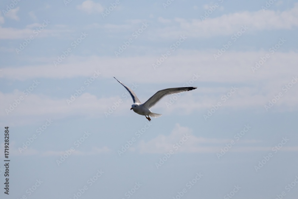 Obraz premium seagull in the sky