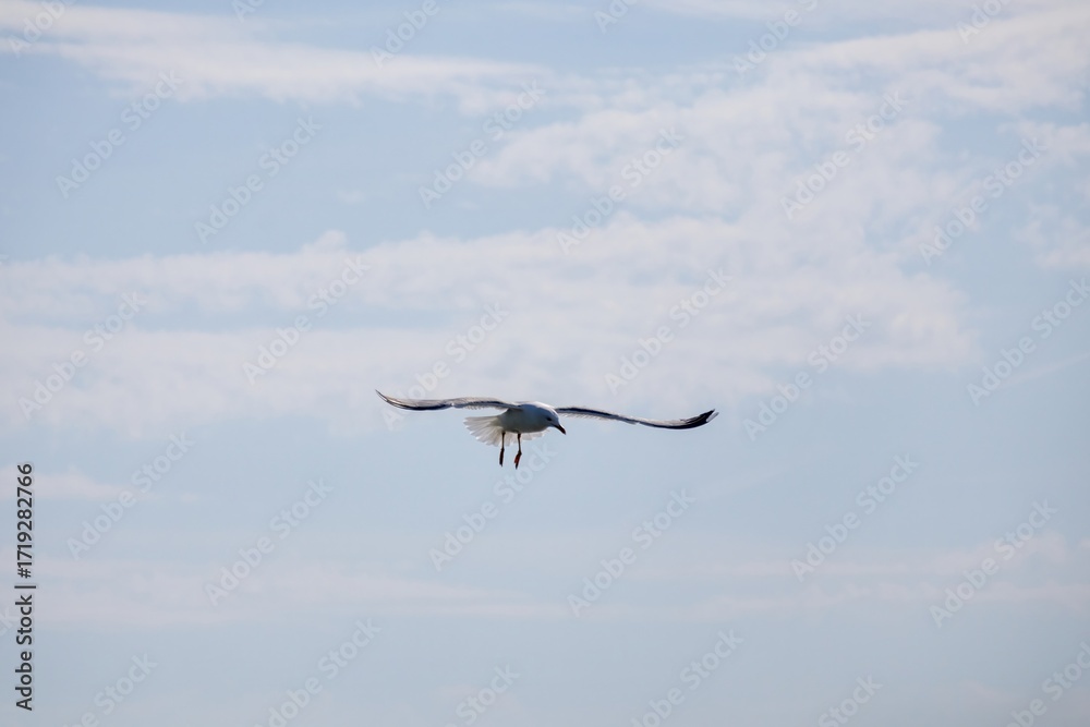 Obraz premium seagull flying in the sky