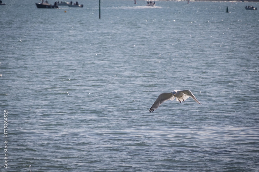 Naklejka premium seagulls in flight