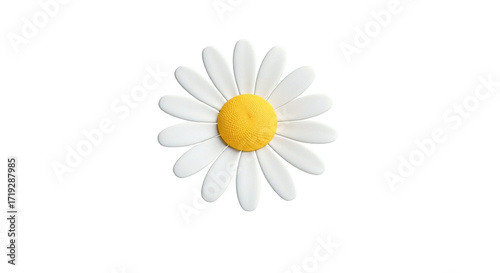White chamomile flower on a white background