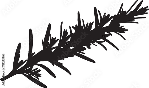 Minimalist stylized rosemary sprig illustration for herbal design purposes