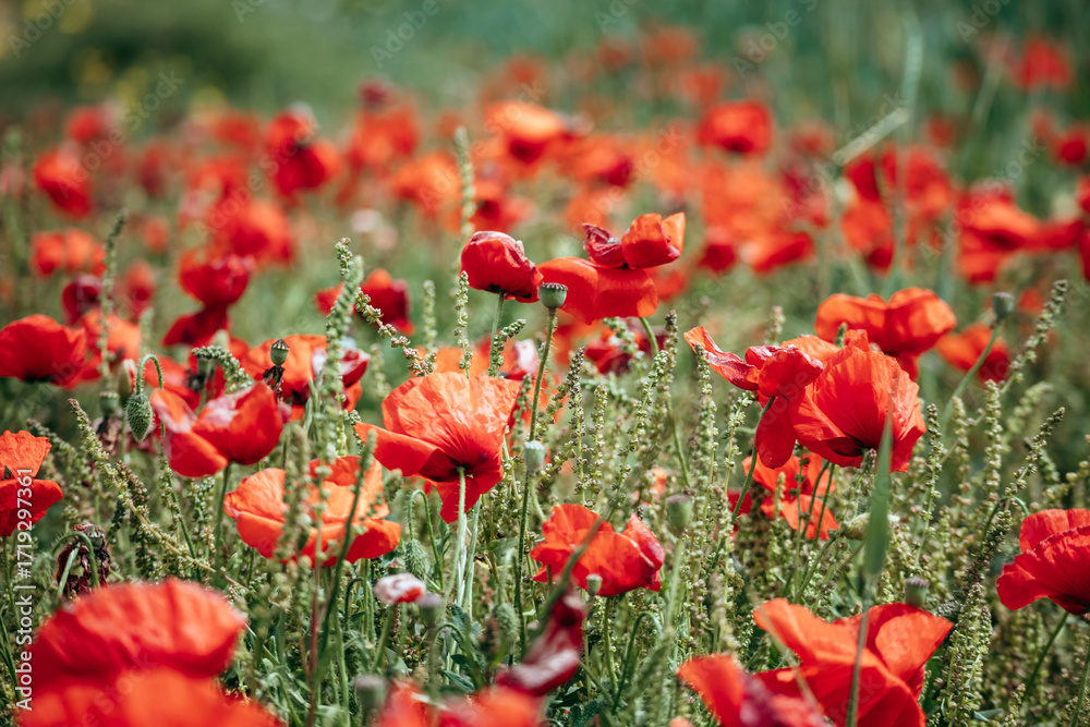 Obraz premium A vibrant field of red poppies in full bloom near the coast of Birzebbuga, Malta, with lush green wheat stalks adding texture and contrast on a bright spring day