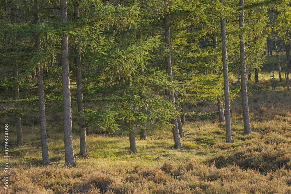 Obraz premium green larch forest on the ground, flowering heather, forest full of larch trees surrounded by heather, sunshine everywhere, the sun shines in the forest, Larix, Erica flower 