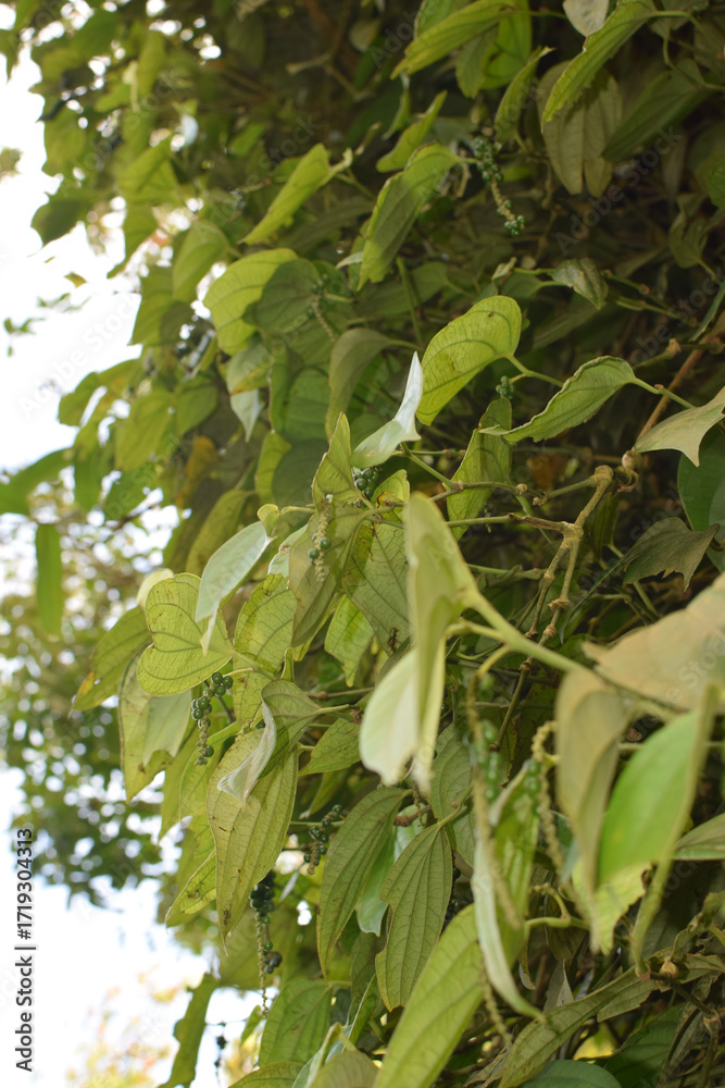 Fototapeta premium Black Pepper Plant with Green Peppercorns Growing on Vine in Organic Spice Plantation. Macro Photography Green Black Peppercorns on Plant Vine with Fresh Leaves in Herbal Farm. Fresh Black Pepper Vine