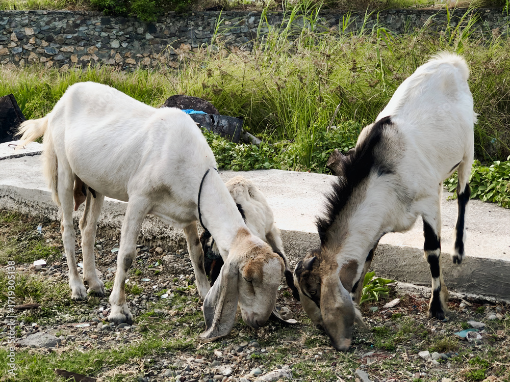 Obraz premium Some Goats are eating grass. They look relaxed and cute posing towards the camera.